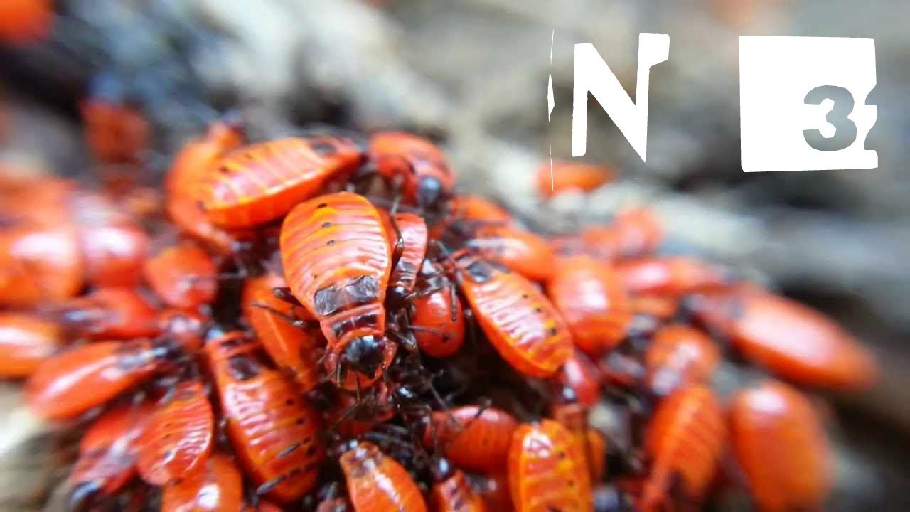 Suivi d'élevage (Pyrrhocoris Apterus) n°3 Déménagement des gendarmes