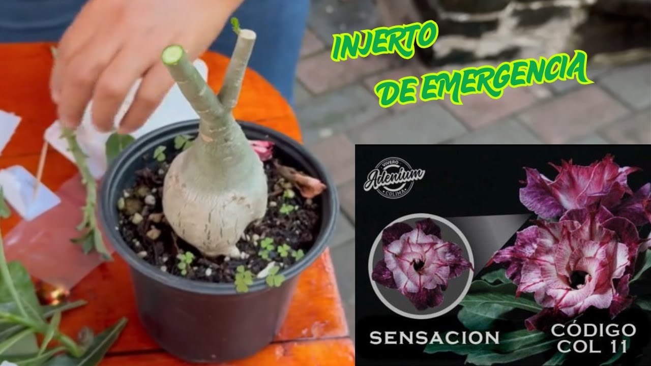 Haciendo un injerto de emergencia