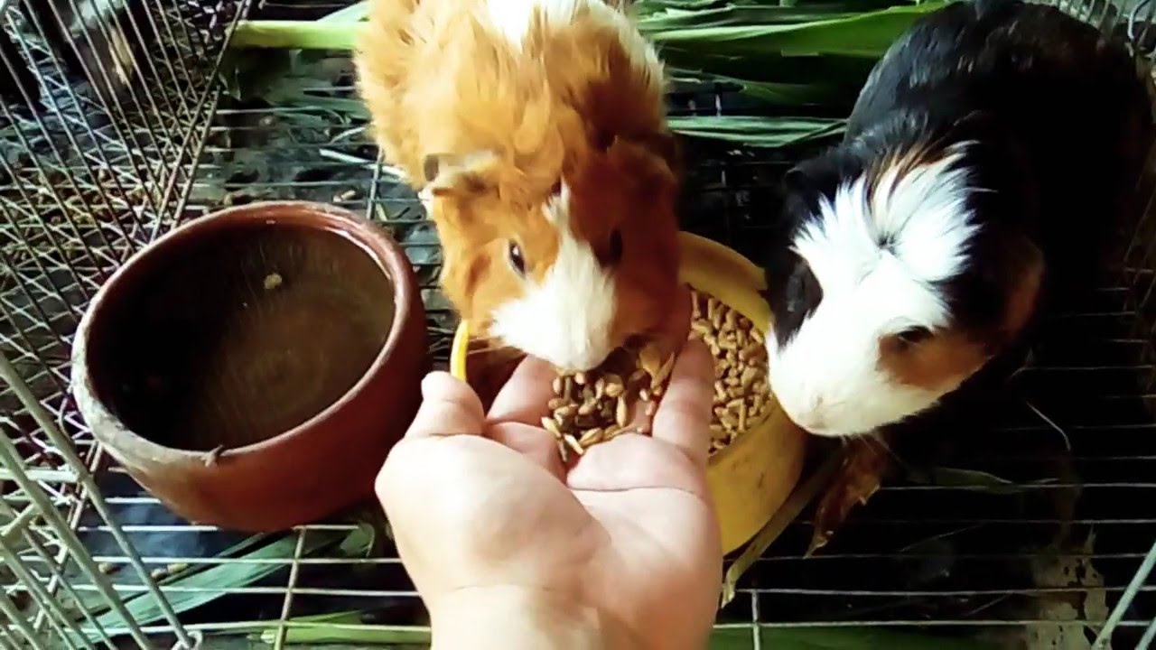 guinea pig love feeding by hand(abyssinian & american breed)😁😉