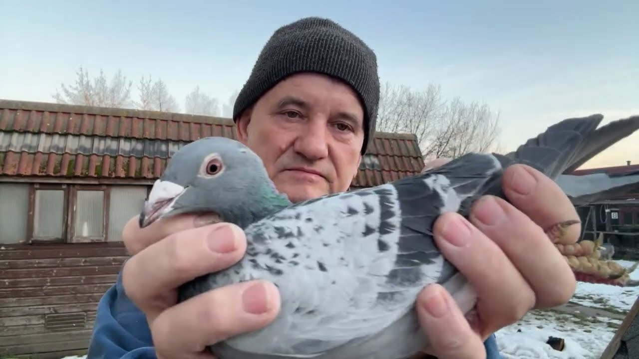 Gołębie z likwidacji hodowli Szwajcaria od Adamka 513016809 Artur Pawelec