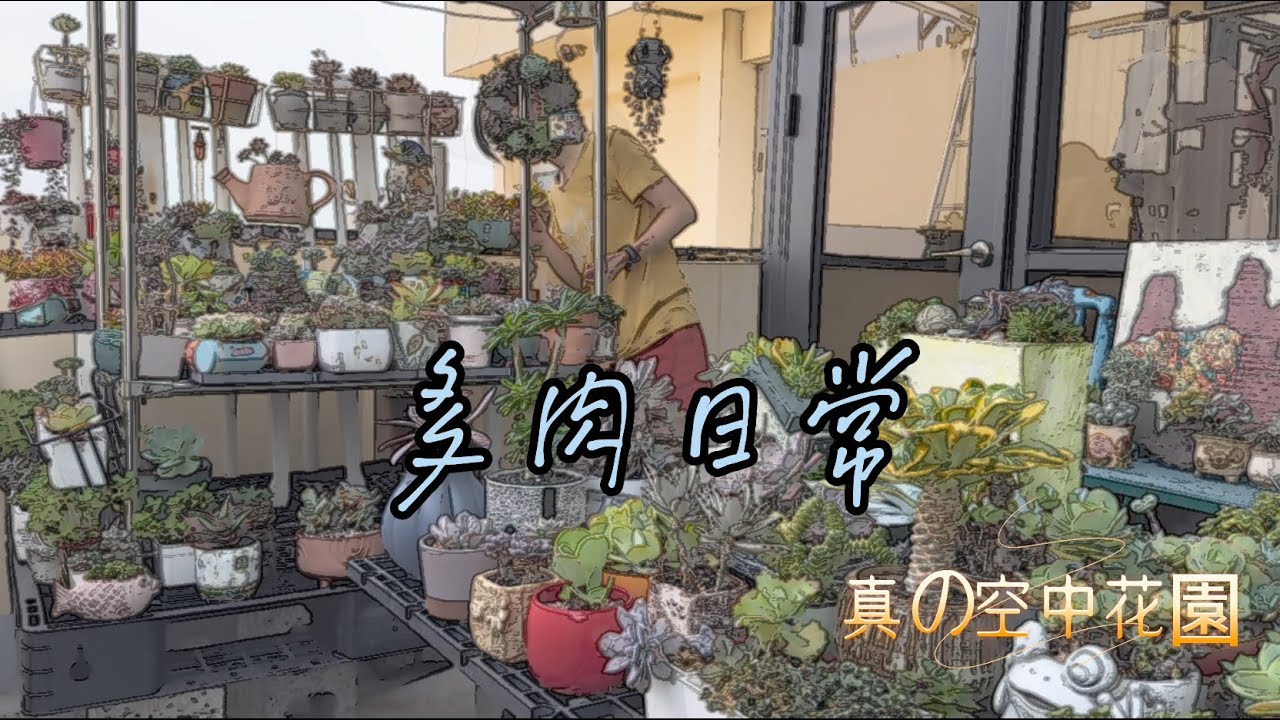 我的多肉日常/粉紅尖拔完枯葉 嚇！/幫有刺的仙人掌換盆 難！/摩氏玉蓮修整 真療癒⋯⋯