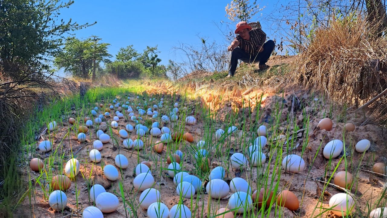 Wow wow! Pick lots of duck eggs near the water's edge, picking the best ones by hand.