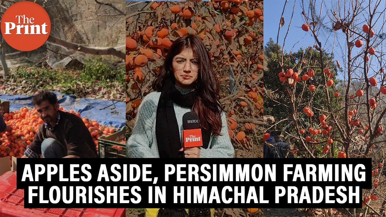 Step Aside Apples, Himachal Farmers Want to Grow Persimmon