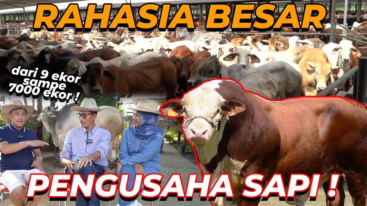 GOKIILL...!!! DARI KARYAWAN HINGGA MENJADI BOS BESAR..!!! BONGKAR RAHASIA MENJADI PENGUSAHA SAPI !!!