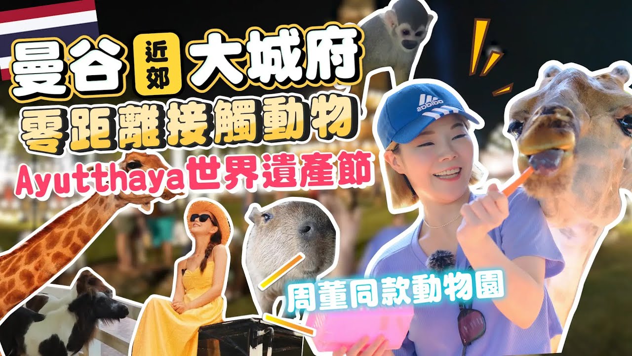 曼谷大城Ayutthaya｜周杰倫同款景點｜零距離動物互動｜竟遇長頸鹿襲胸意外😳泰國古代市集＆戰象聲光秀｜百元內吃飽飽｜佔地超大｜一年一度大城世界遺產節｜不會泰文沒問題｜中文也能通｜行前必看攻略