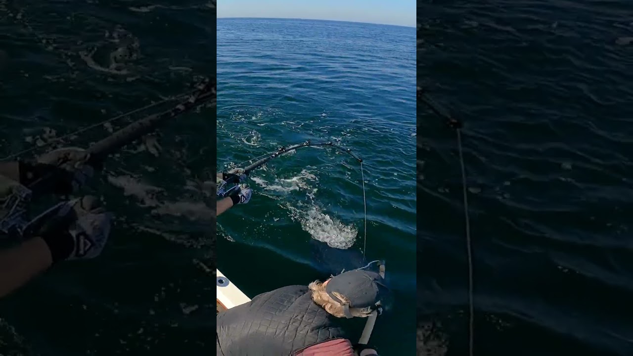 Brutal bluefin tuna action