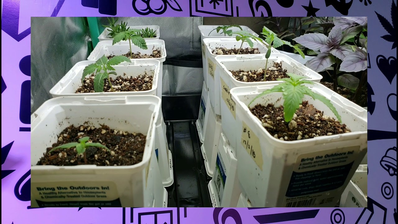 Bottom feeding my medical cannabis garden!