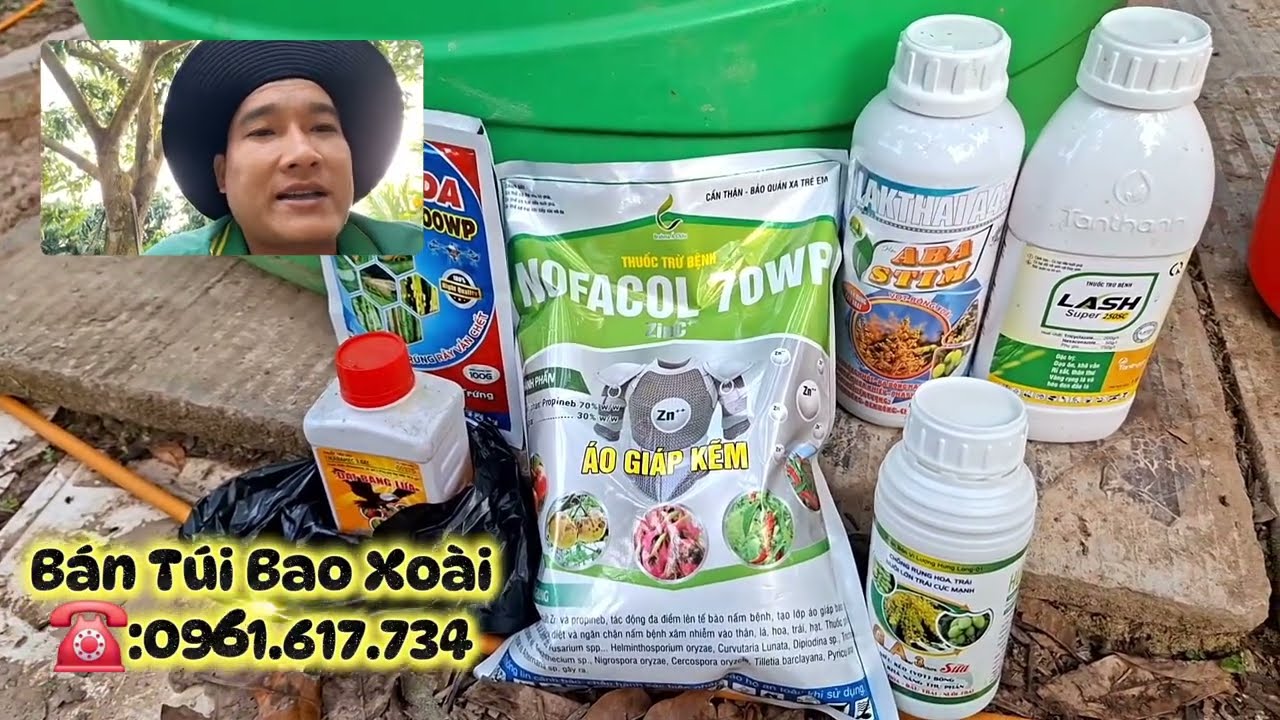 Phung thuốc vọt bông với lấy nhụy cho vườn xoài bông cử đầu tiên