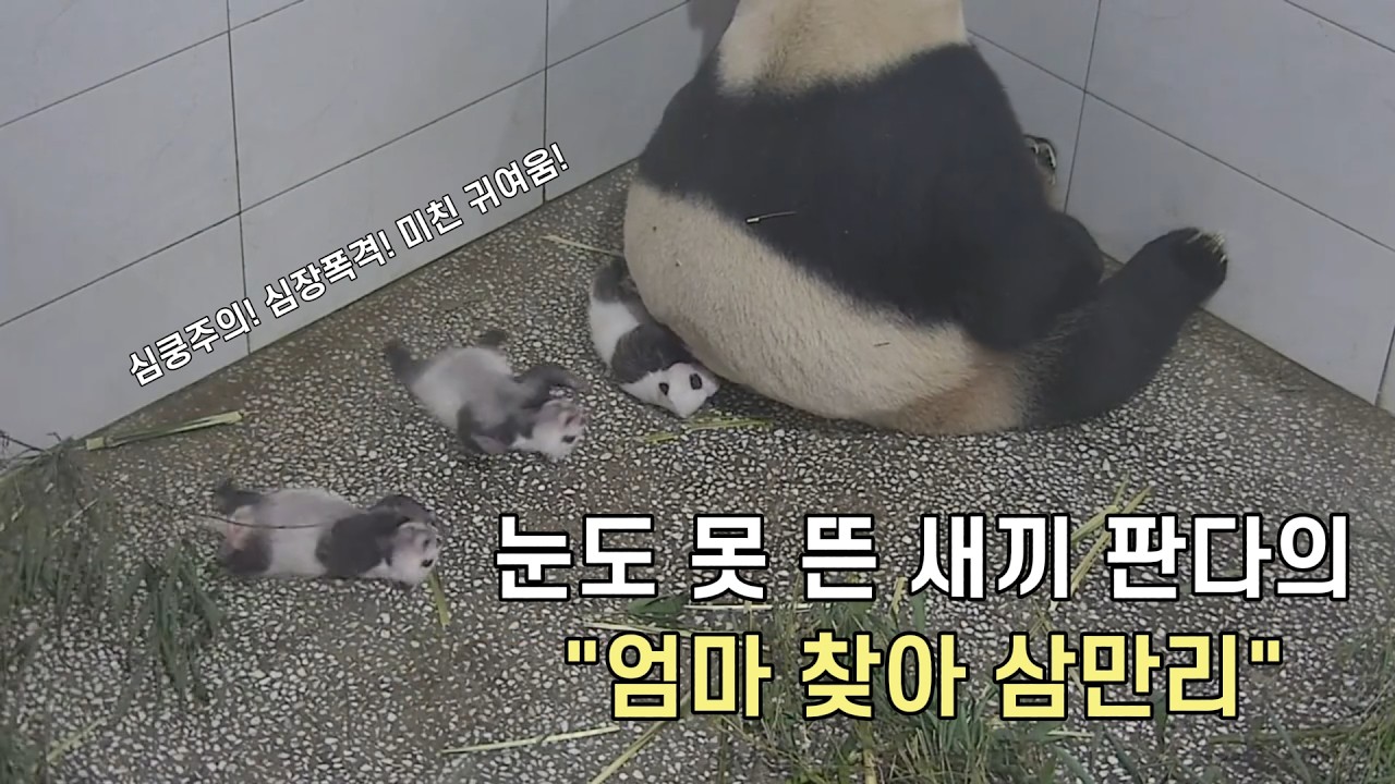 귀여워 환장하게 만드는! 눈도 못 뜬 새끼 판다 첸란(芊然)의 