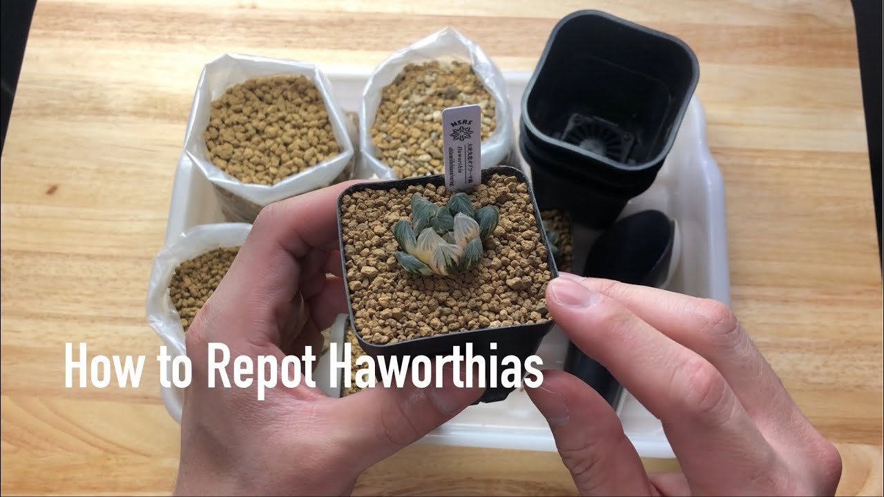 How to Repot Haworthias