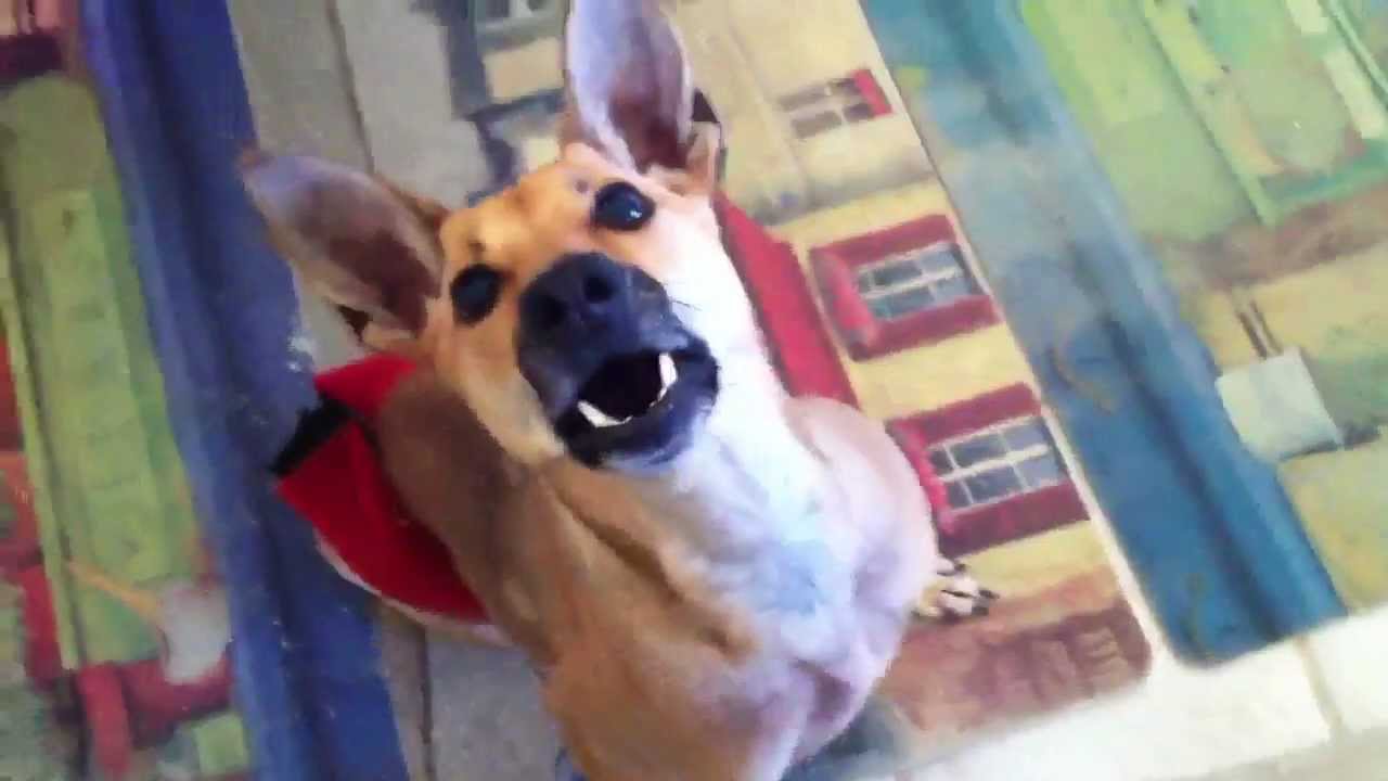 Popeye the Two-Legged Formosan Mountain Taiwan Dog vs the Shirt