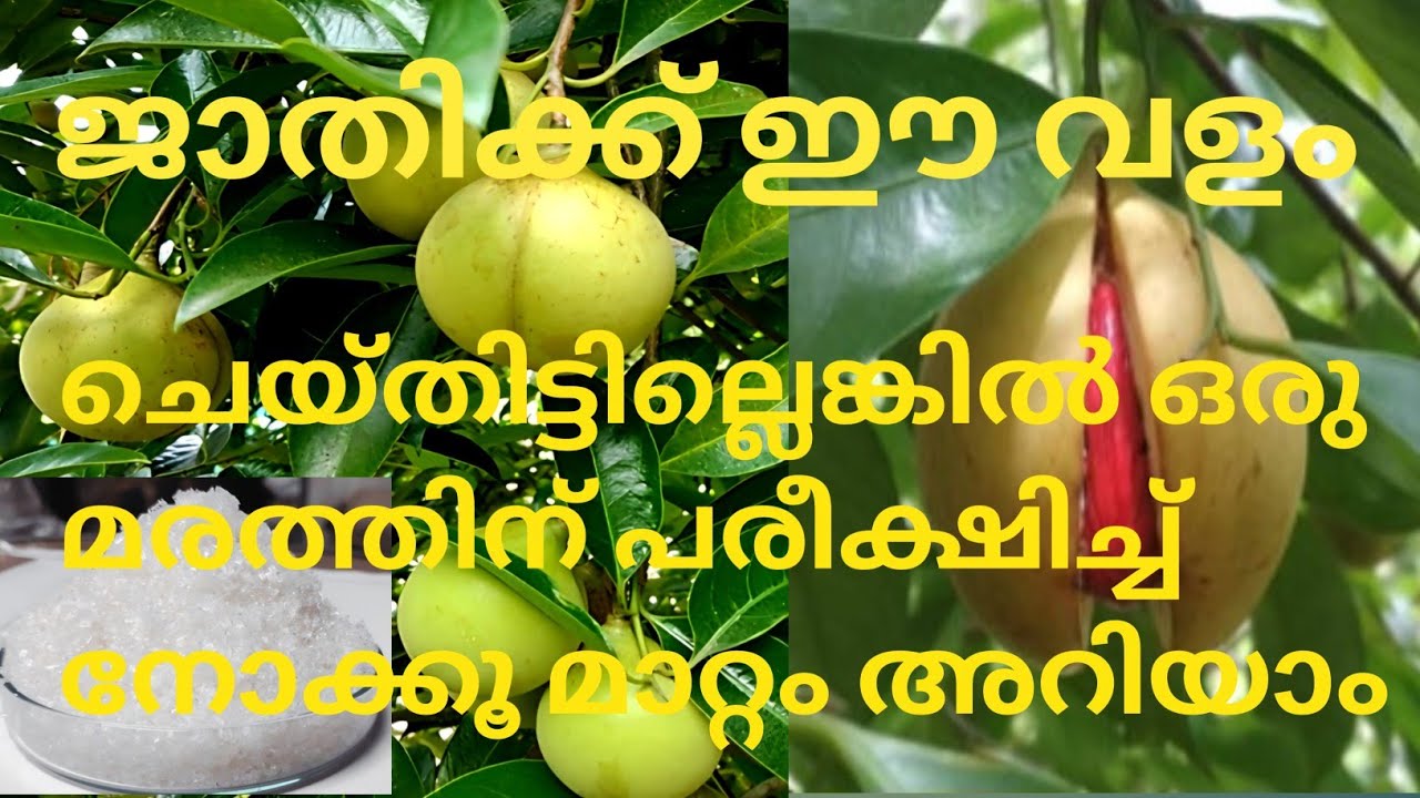 ജാതി കൃഷിയിൽ മഗ്നീഷ്യം സൾഫേറ്റ് ഉപയോഗവും അളവും @kl40moneyfarming 