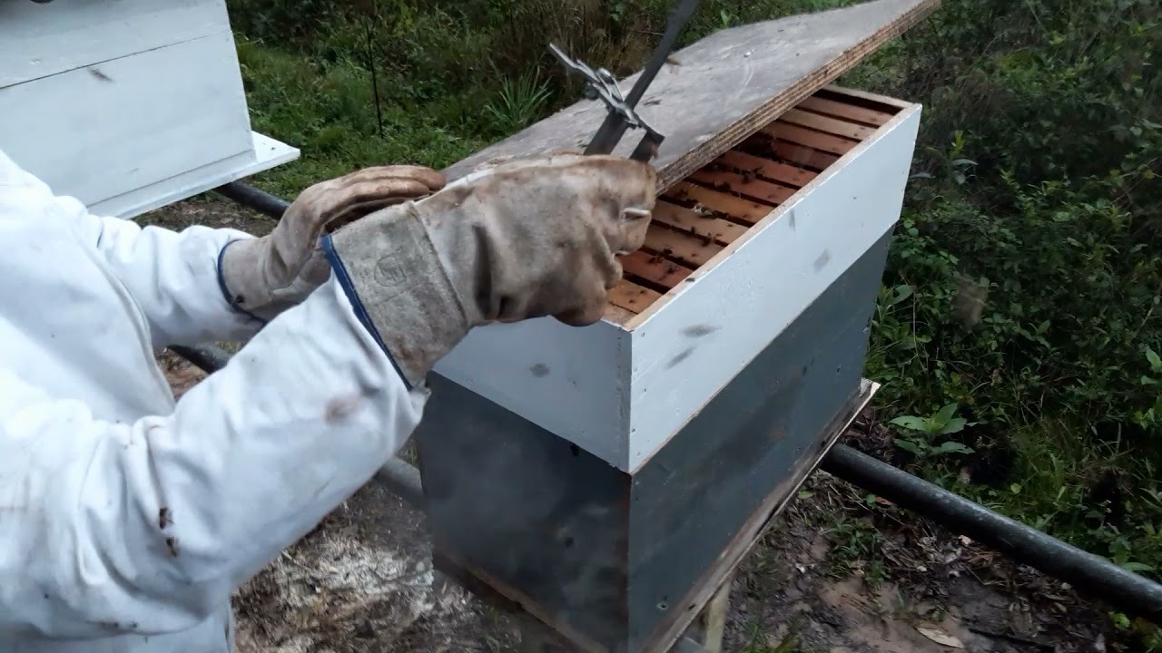 Colmeia modelo Shenk, desenvolvida para regiões com temperaturas mais baixas.
