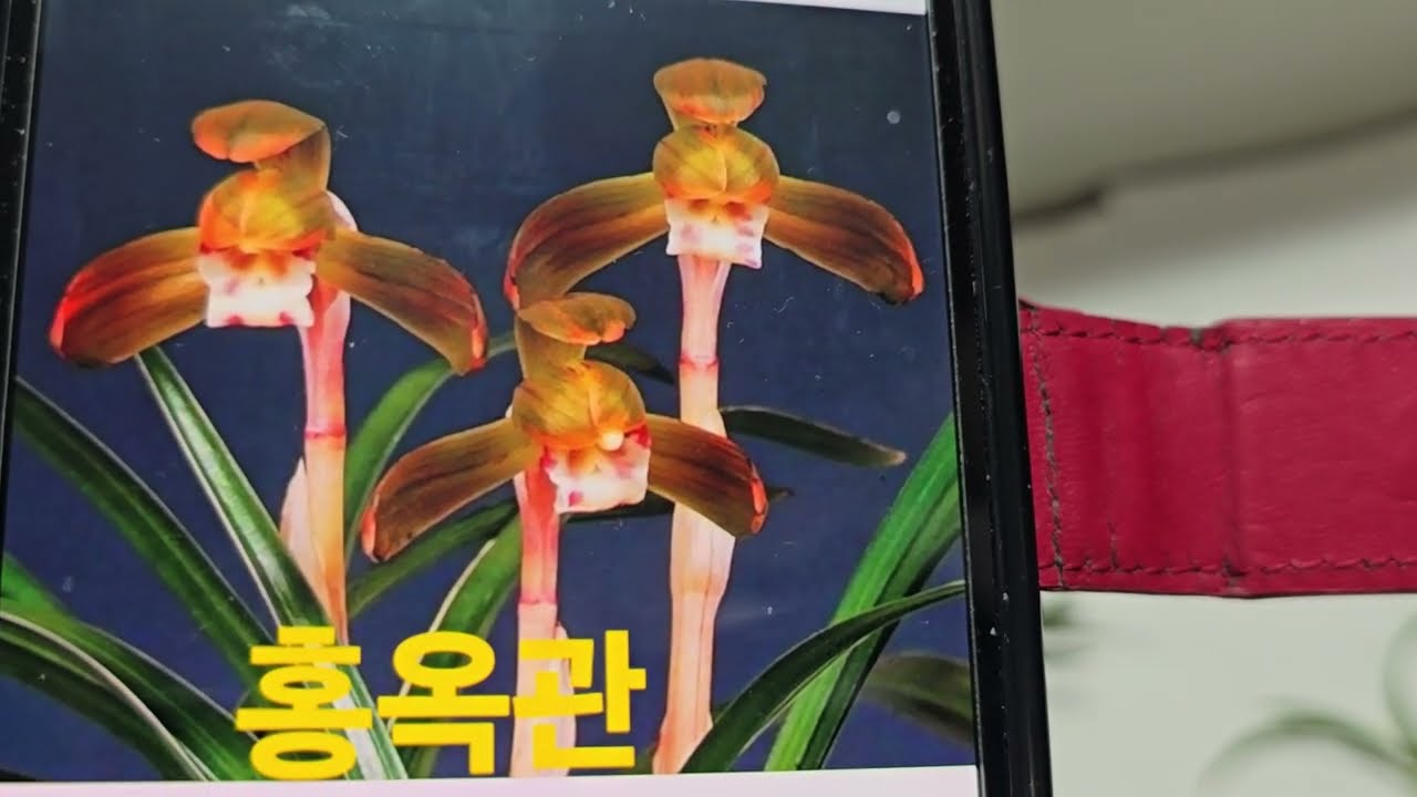 한국 춘난 홍옥관  산반 호서반▶️구독👍좋아요 1월24일 