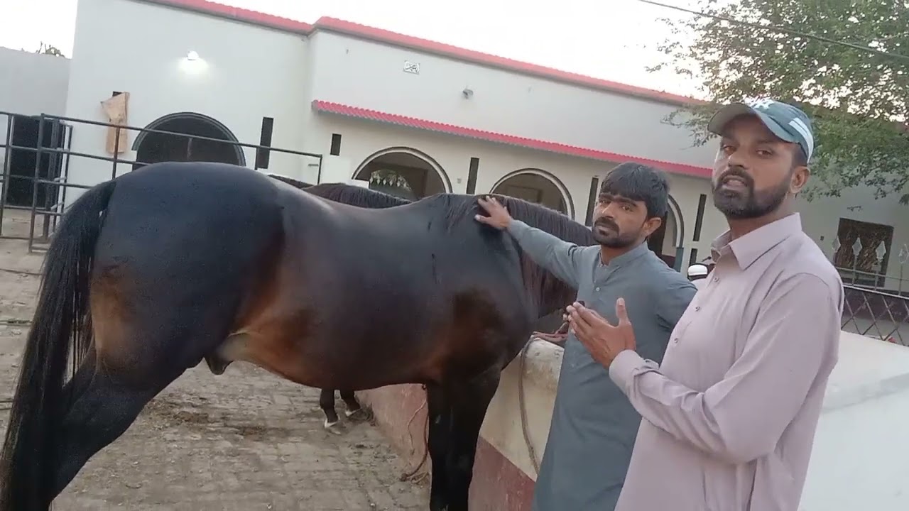 the big horse farm Mahar Raju Purbana horse Fakhriy Punjab Shaheen and malook please my channel subs