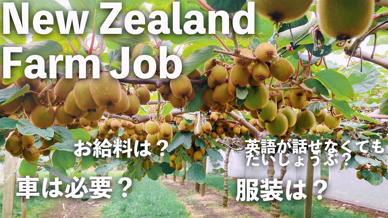 【NZワーホリ】キウイフルーツのファームジョブをしていたときの話