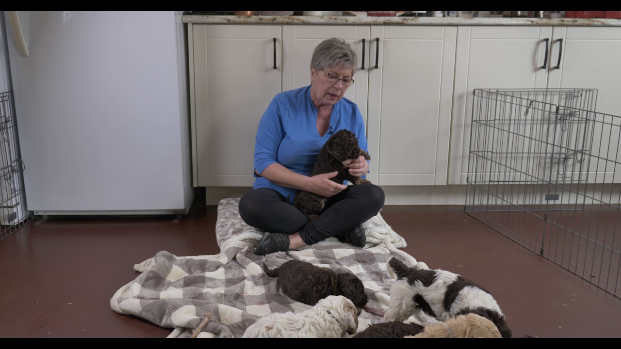 Learn how to feed raw bones to puppies