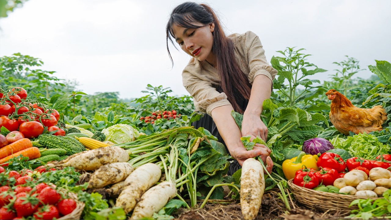 Harvesting White Radishes to sell at the market - Peaceful Village Life