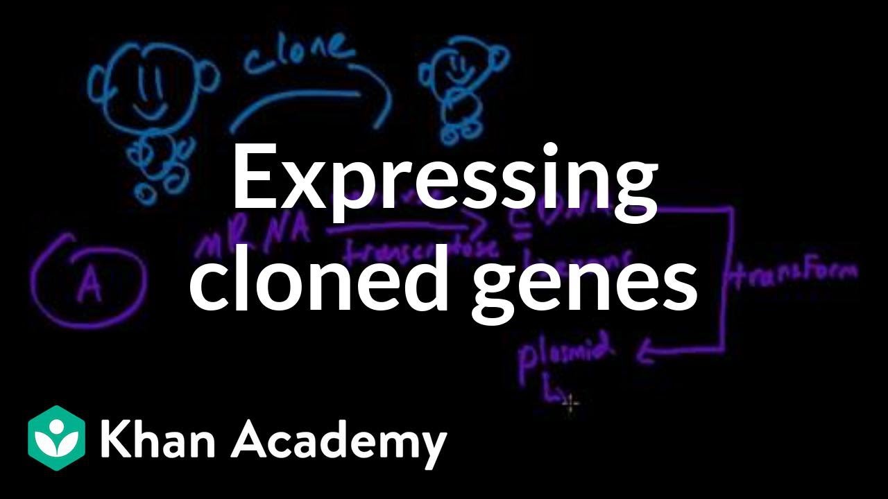 Expressing cloned genes | Biomolecules | MCAT | Khan Academy