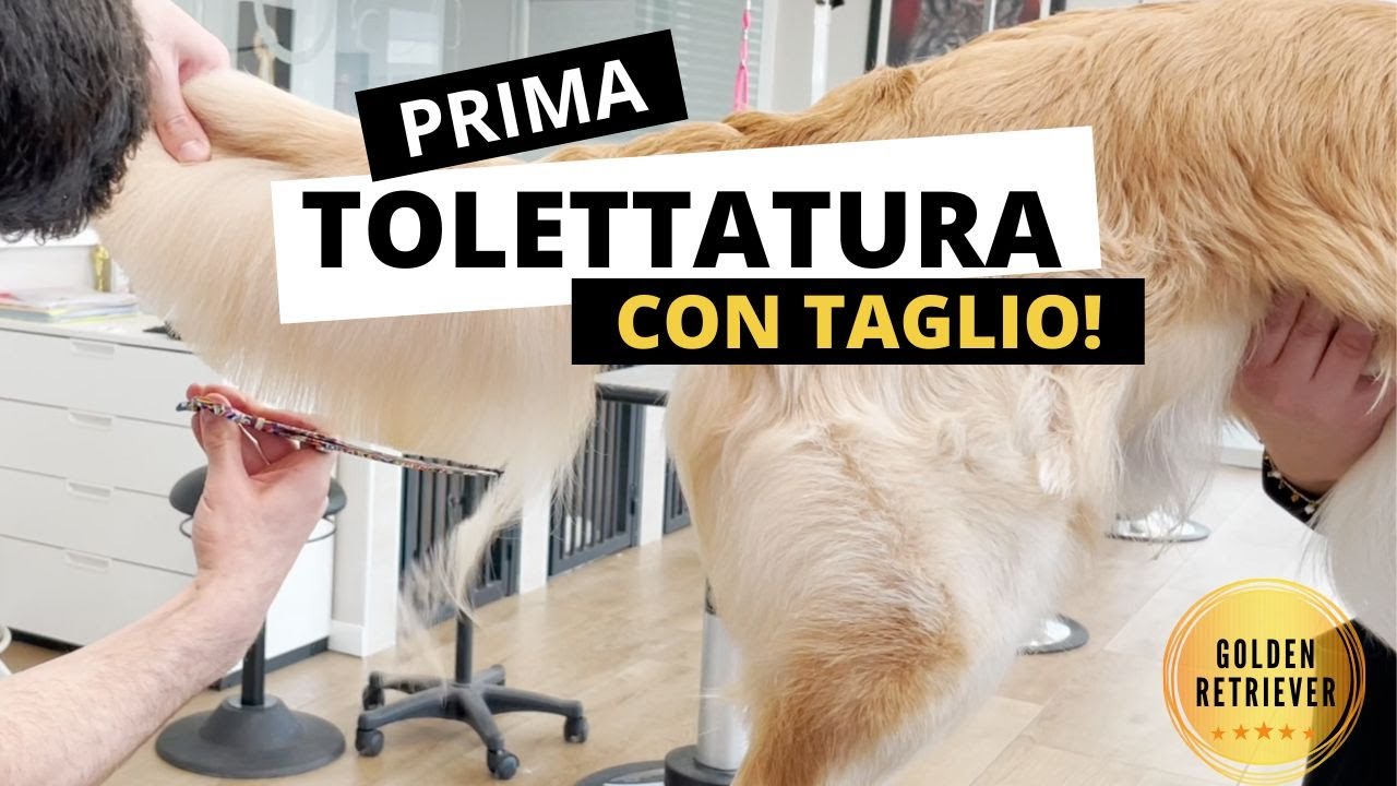 Prima tolettatura di un Golden Retriever *CON TAGLIO* @specialonegroomingcenters.3030