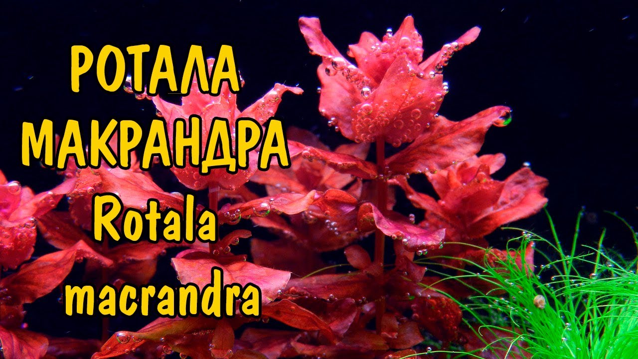 РОТАЛА МАКРАНДРА (ROTALA MACRANDRA)
