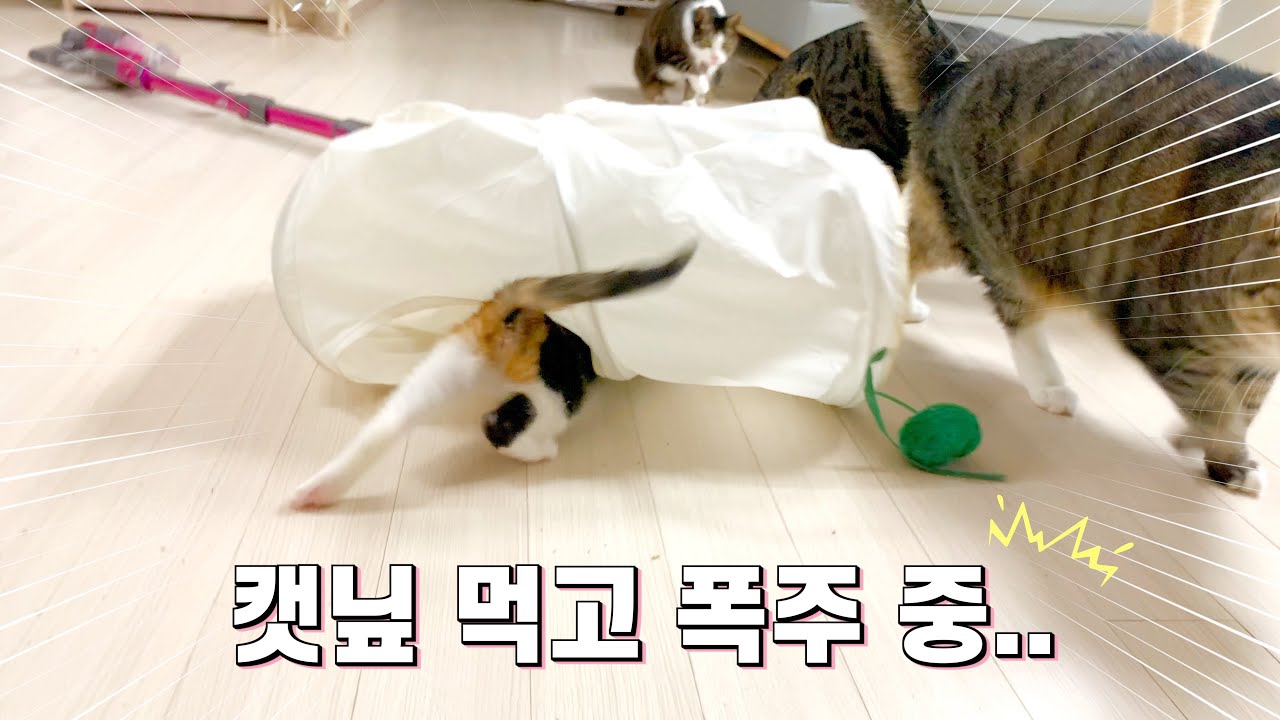 난생 처음 캣닢을 먹고 폭주하는 아기고양이