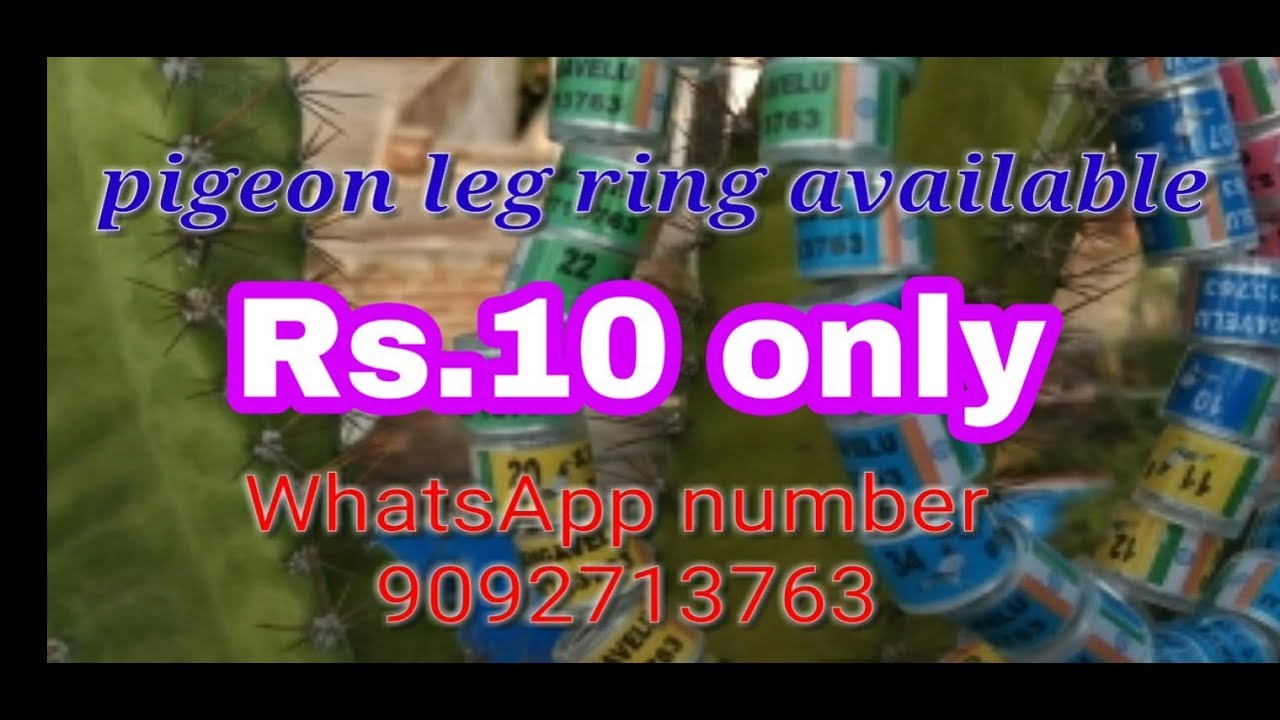 (Part33)All Size of Pigeon Leg Rings Available at pondicherry Pigeon Farm DELIVERY ALL OVER INDIA