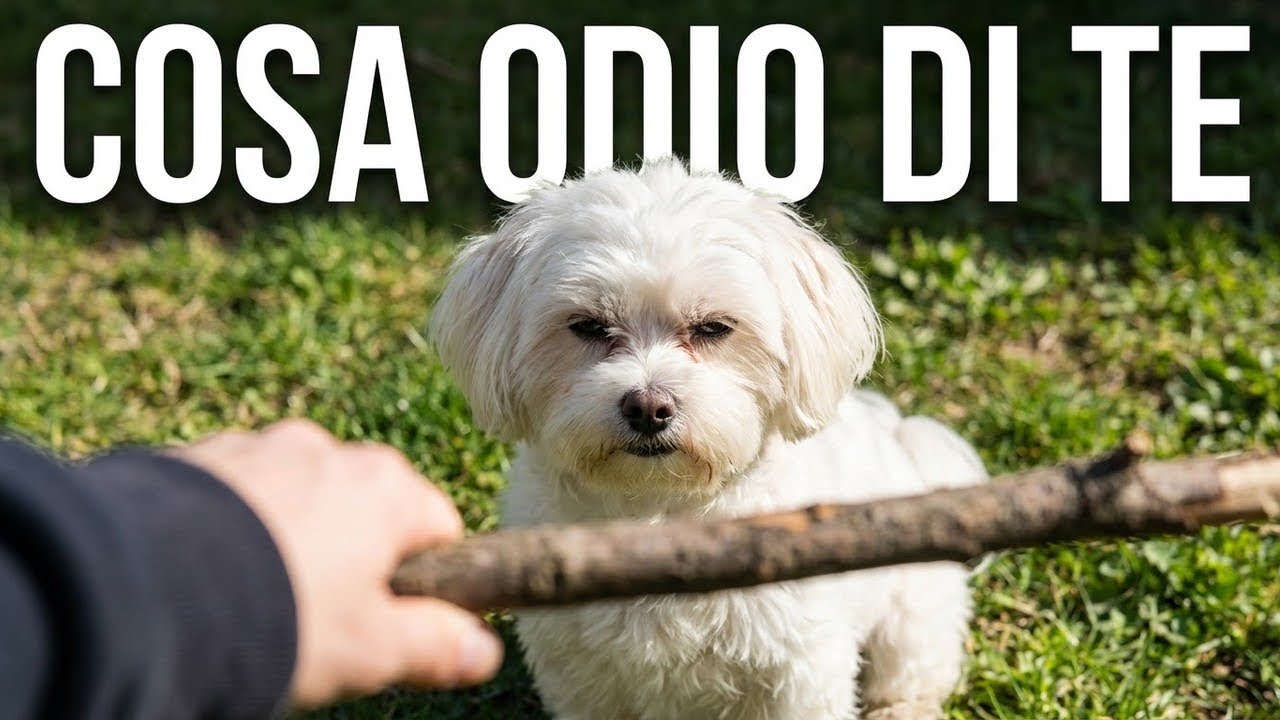 10 cose che i cani ODIANO delle persone – CURIOSITÀ sui cani