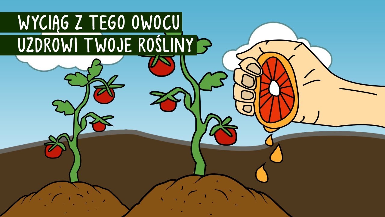Wyciąg z grejpfruta w ochronie roślin