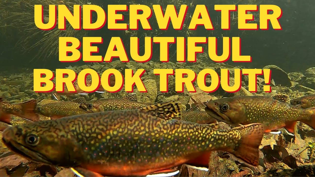 Underwater Beautiful Brook Trout In The Driftless Of Wisconsin!
