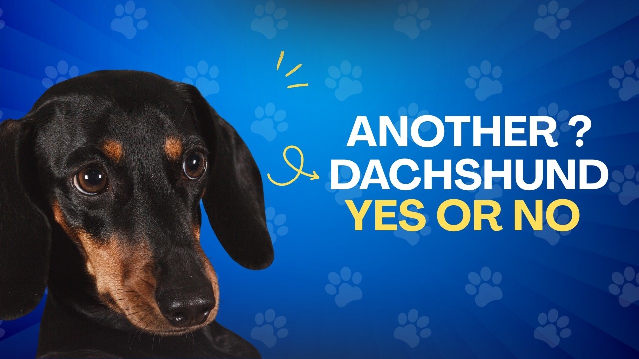 Would I Get Another Dachshund? Honest Thoughts After 10+ Years