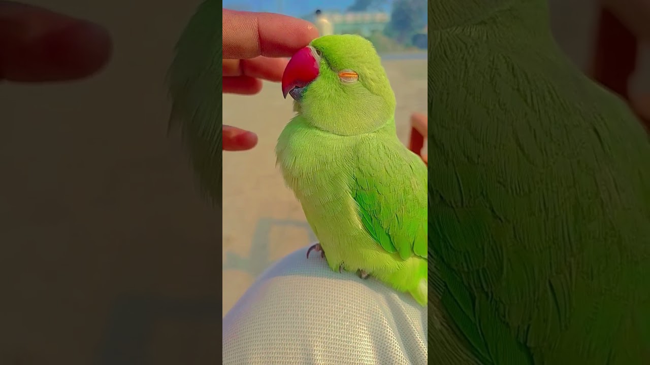 mithu nind aa rahi hai 