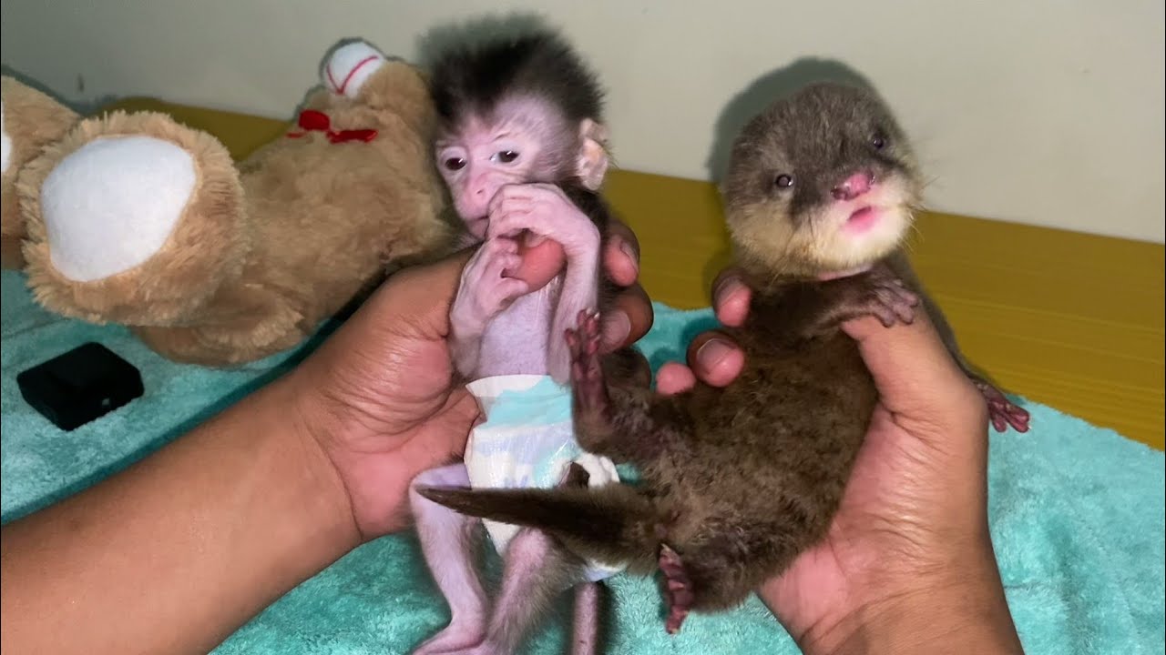 BABY OTTER INVITES BABY MONKEY TO PLAY