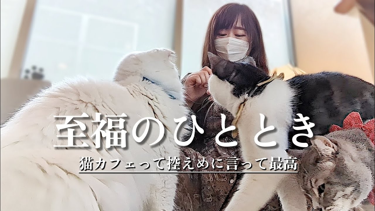 【お出かけVlog】猫カフェへもふもふしに行く｜ネコ充電｜可愛いにゃんズに囲まれる｜コックンの別荘