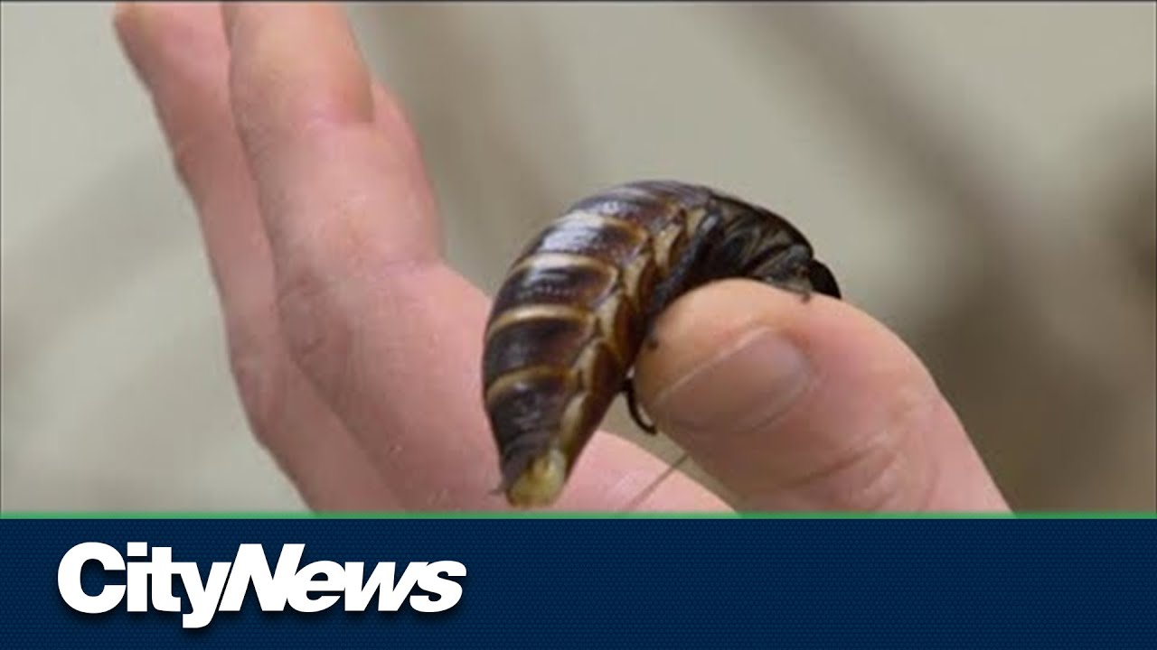 Name a cockroach after an ex that bugs you at the Toronto Zoo