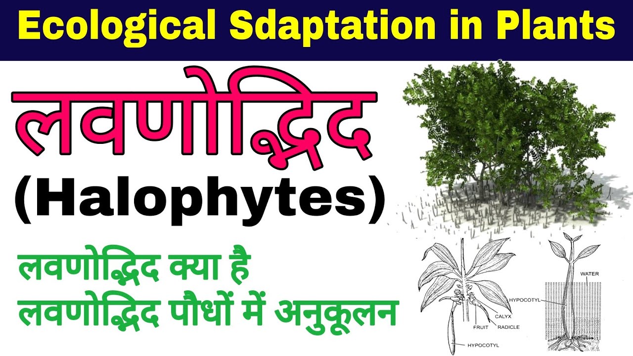 लवणोद्भिद पौधे | halophytes plants in hindi | Adaptations In Halophytes Plant | biology ScienceSK
