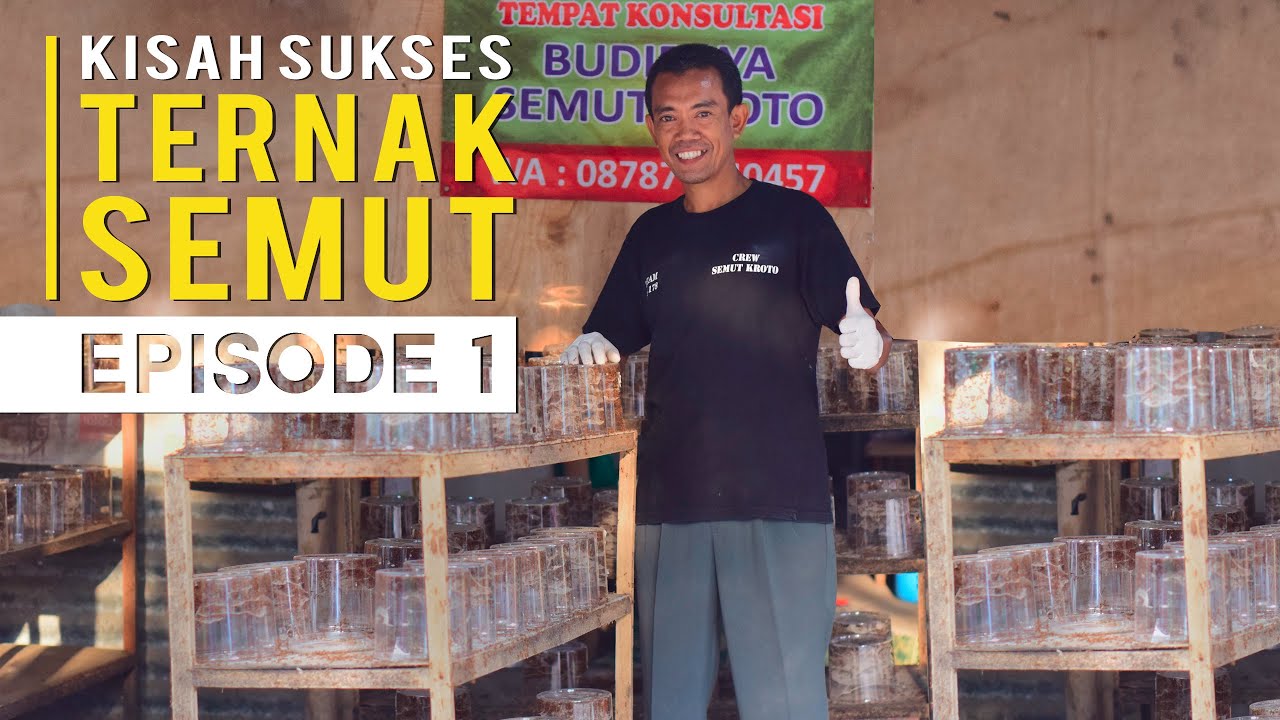 Kisah Sukses Ternak Semut Kroto Bisa Pergi Umroh dan Untung Berlipat