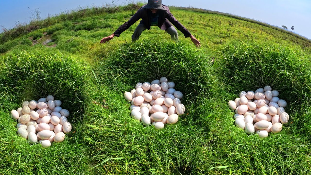 Farmer amazing skills, pick duck eggs in rice field after the rain by hand