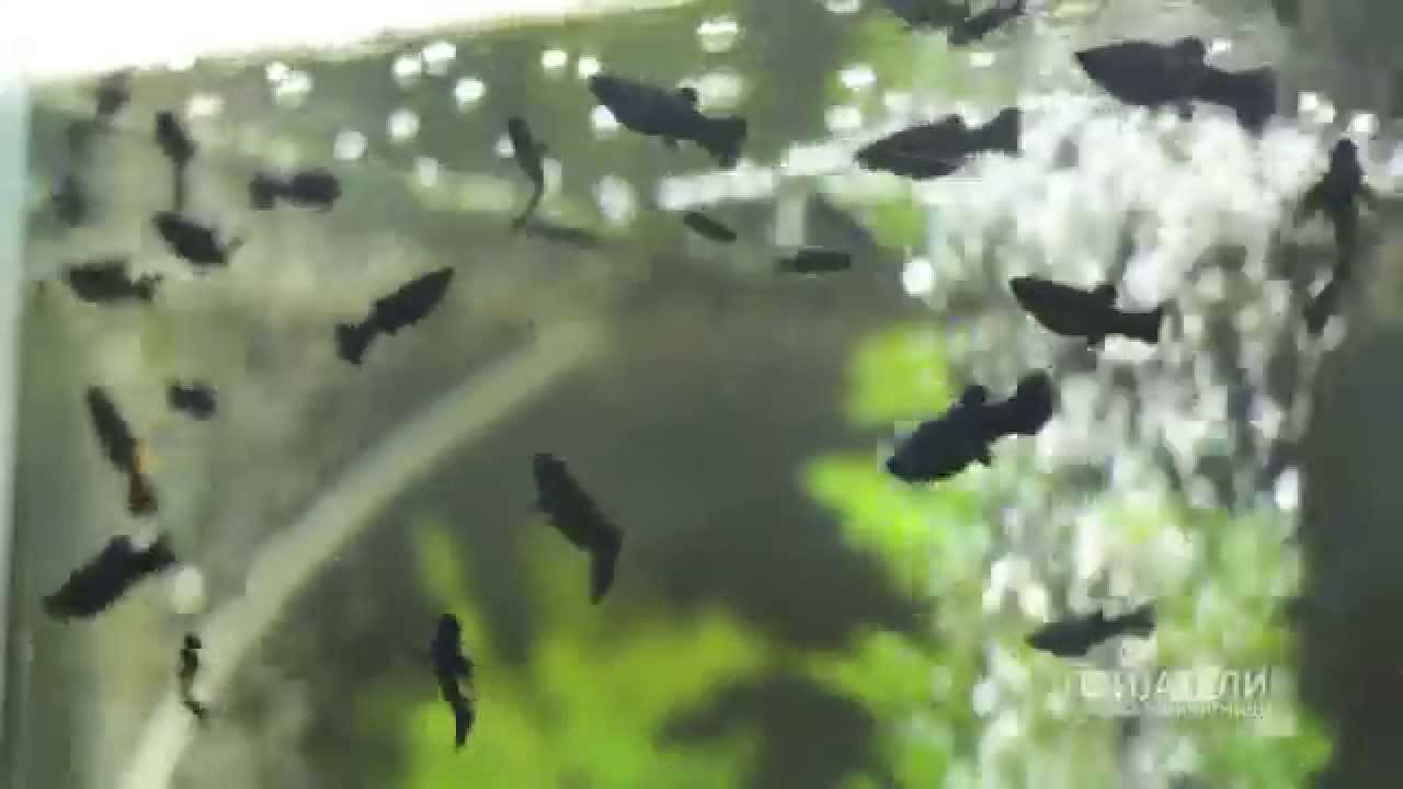 05. Prijateli emisija za milenicinja - akvariumski ripki