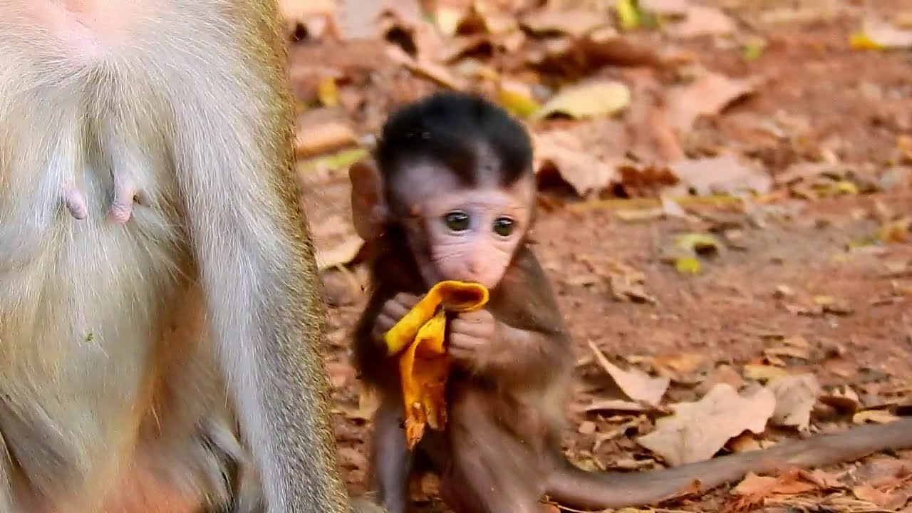 No Milk But Baby Has Banana For Instead