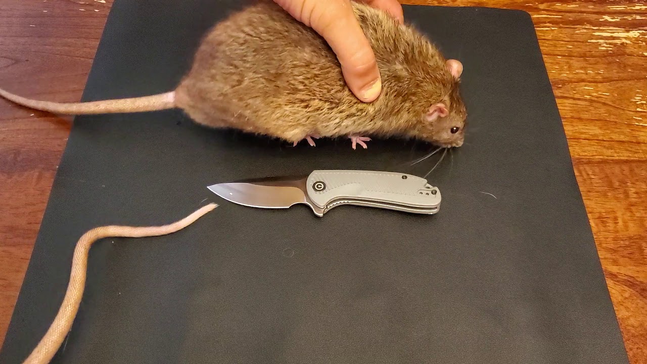 Civivi Durus Everyday EDC Review