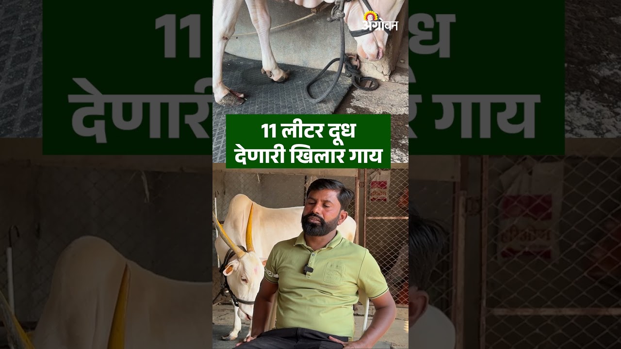 11 लीटर दूध देणारी खिलार गाय | Khillar Cow milk | Dairy Business | Farmer Success Story