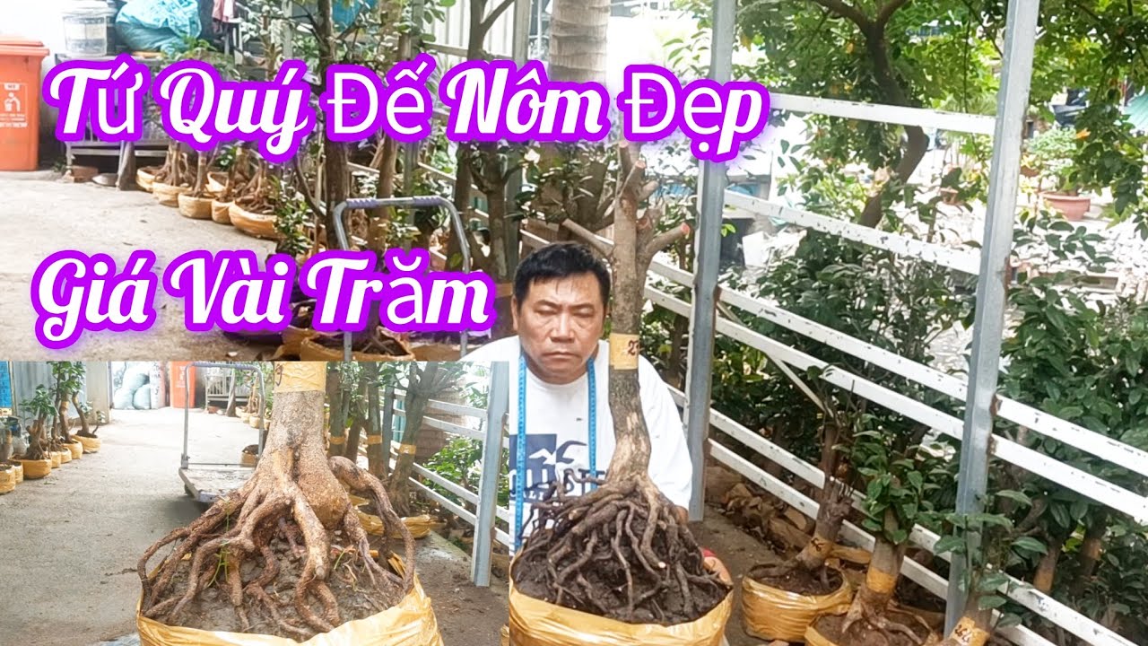 Anh Ba ☎️0938700985 Tứ Quý Đế Đẹp Ngày 14/2 Giao Lưu Giá Vài Trăm 