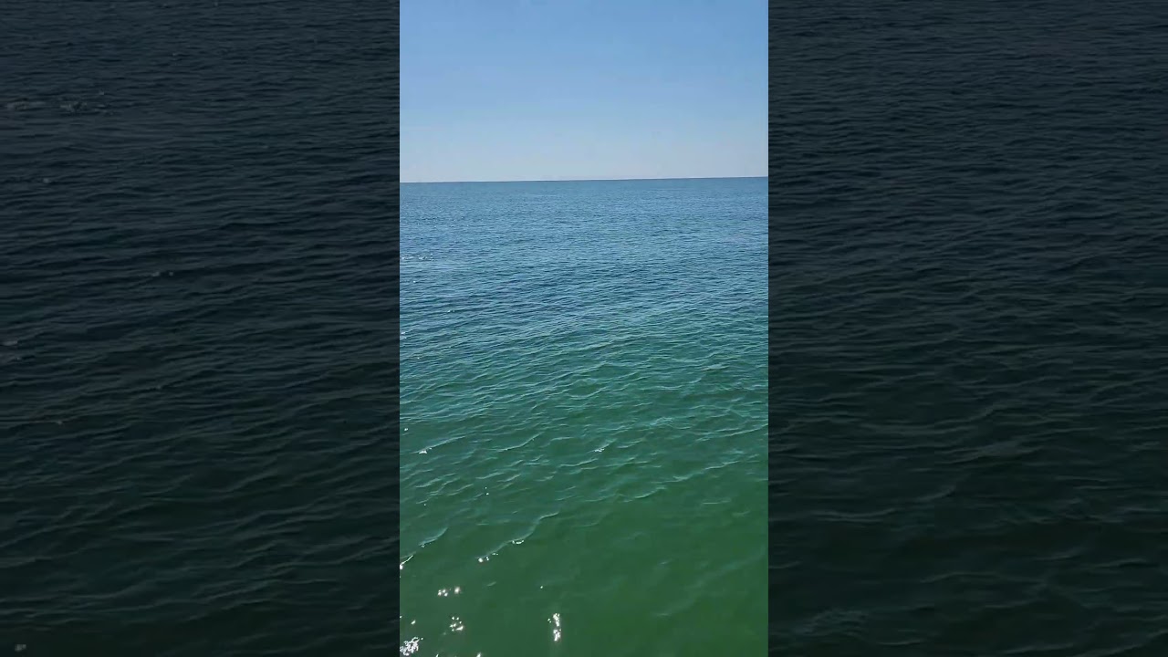 relaxing with my dolphins 