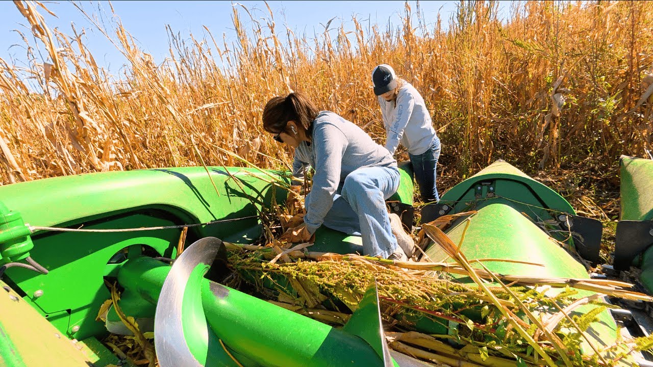 Когда Harvest наносит ответный удар... Row Sense не выжил