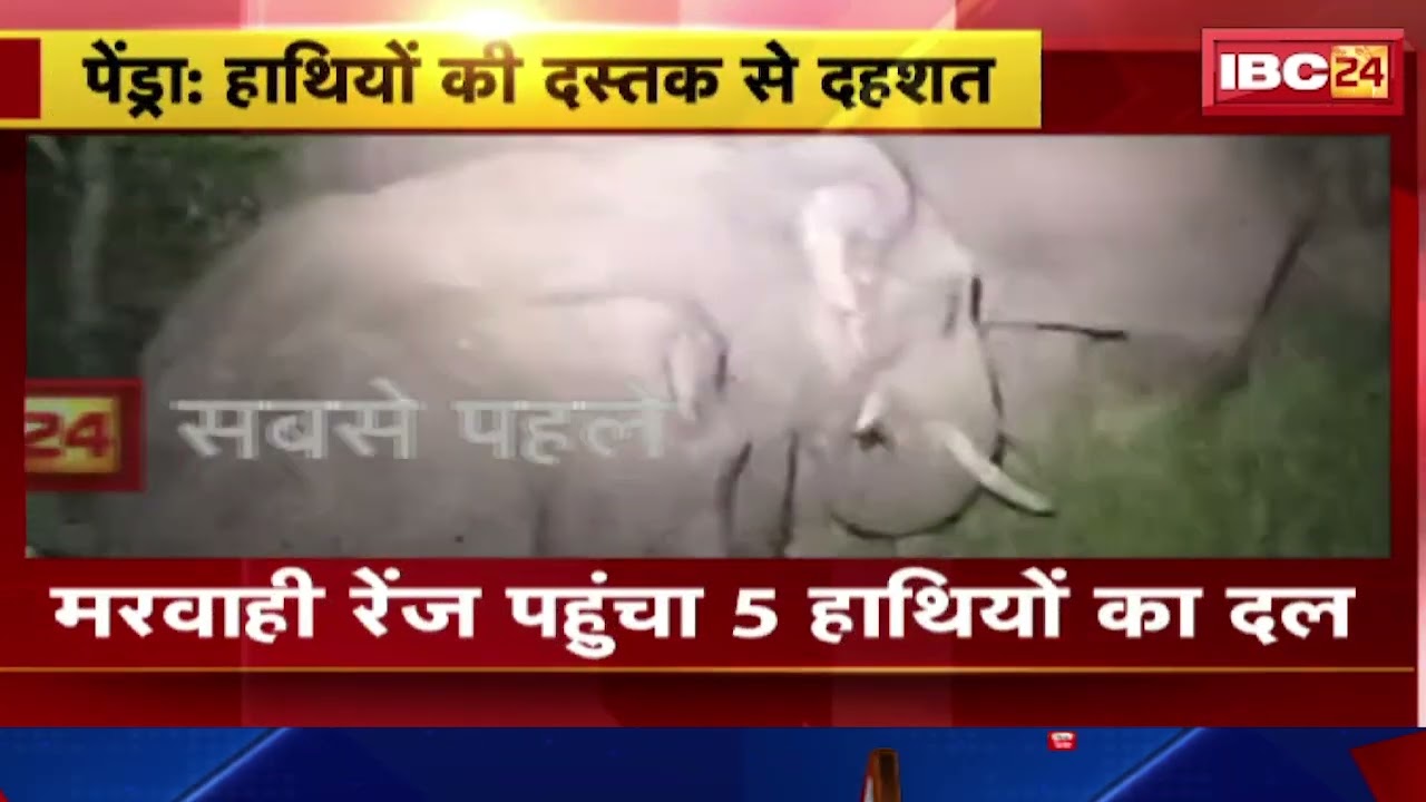 Pendra Elephant News: मरवाही रेंज पहुंचा 5 हाथियों का दल। कुम्हारी गांव में फसलों को किया बर्बाद