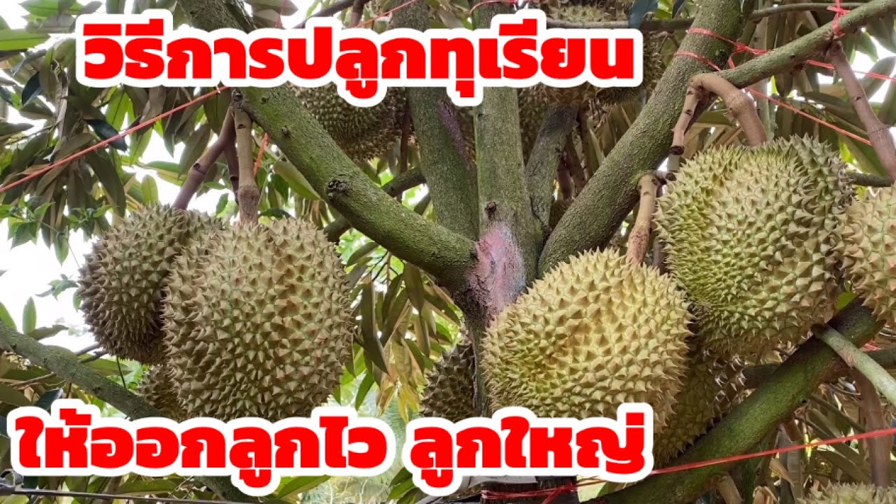 วิธีการปลูกทุเรียน สวนทุเรียนหลุบเลานาจาน ประสบความสำเร็จในการปลูกให้ออกผลเร็ว ลูกเยอะ ลูกใหญ่