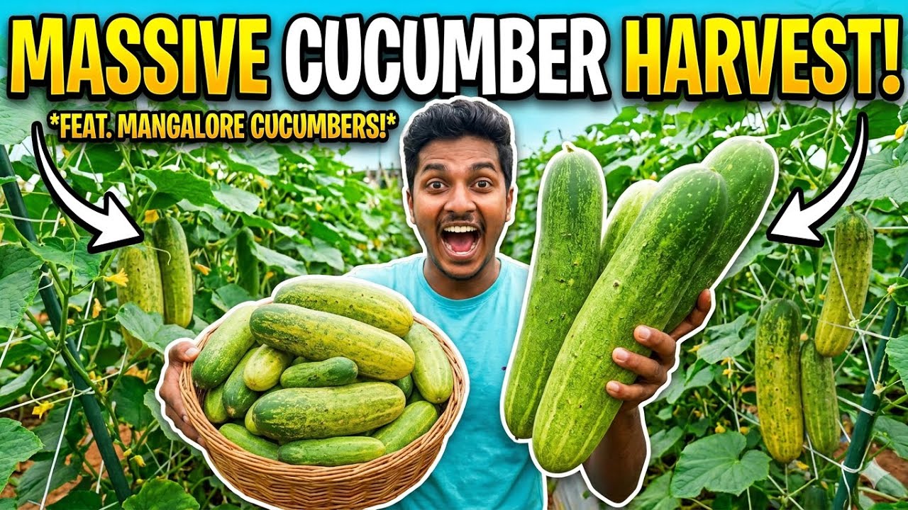Massive Mangalore Cucumber Harvest! 🥒 Traditional Southekayi Gardening Tips