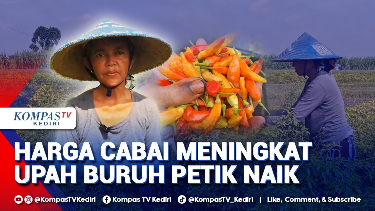 Harga Cabai Mahal, Upah Buruh Petik Naik