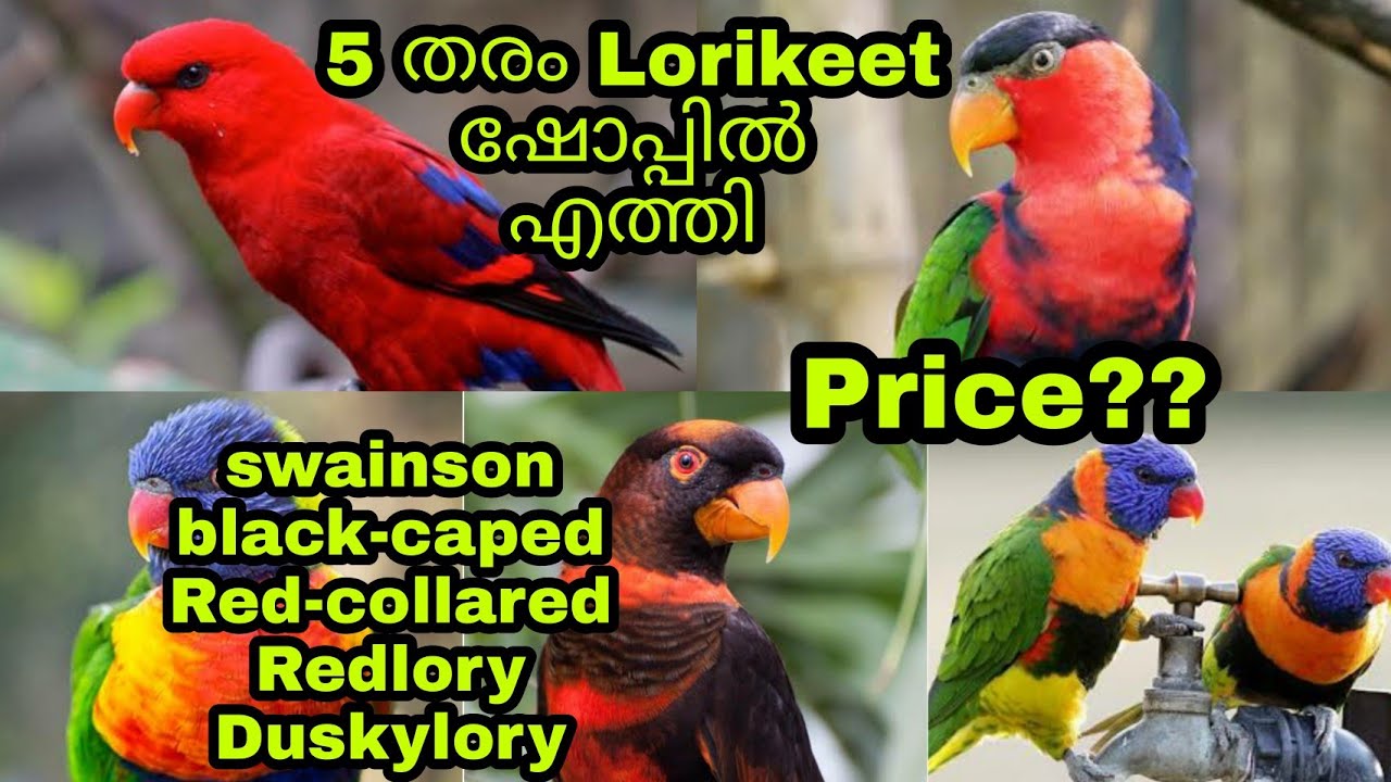5 വ്യത്യസ്ത തരം ലോറികീറ്റ് പെയറുകൾ  | sn pet world  #petlover #indianpets #kerala #lorikeet
